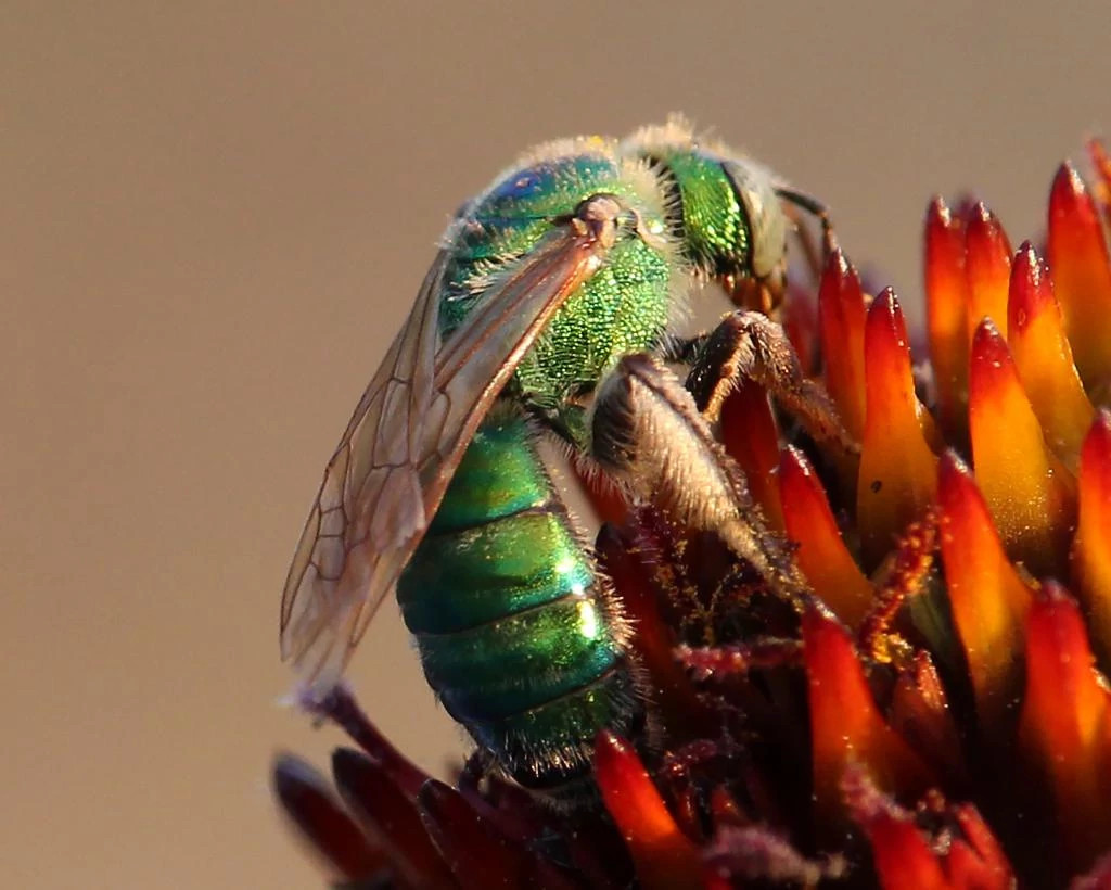sweat bee close up.jpg